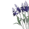 Buquê de Lavanda cor padrão x10 33 cm