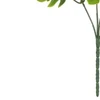 Folhagem de Costela de Adão verde x36 30 cm