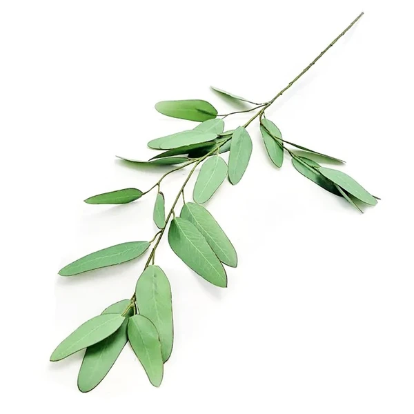 Folhagem de Thalia Dealbata 84 cm