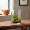 Vaso de vidro Cilindro Grillo 15x20