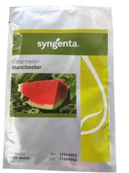 Semente Melancia Híbrida Manchester  1000 sementes