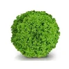 Sementes De Alface Crespa Jade - 7.500 sementes  Sakata