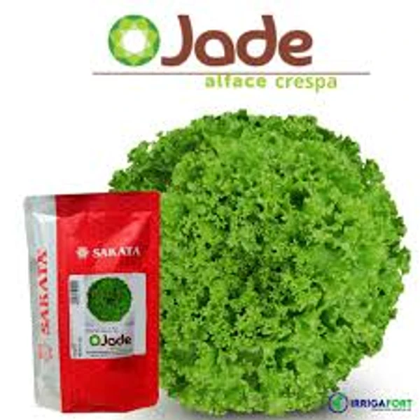 Sementes De Alface Crespa Jade - 7.500 sementes  Sakata