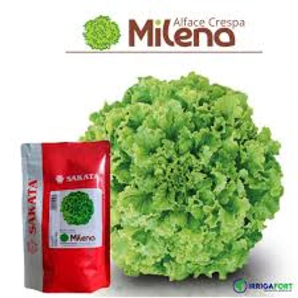Sementes De Alface Crespa Milena - 7.500 sementes - Sakata