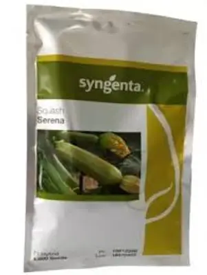 Sementes de Abobrinha Libanesa Squash CA4172 - Syngenta - 1.000 Sementes