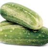 Sementes de Pepino Campeio 1.000 Sementes Sakata
