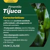Sementes de Pimentão Tijuca - HM Clause - 1.000 Sementes