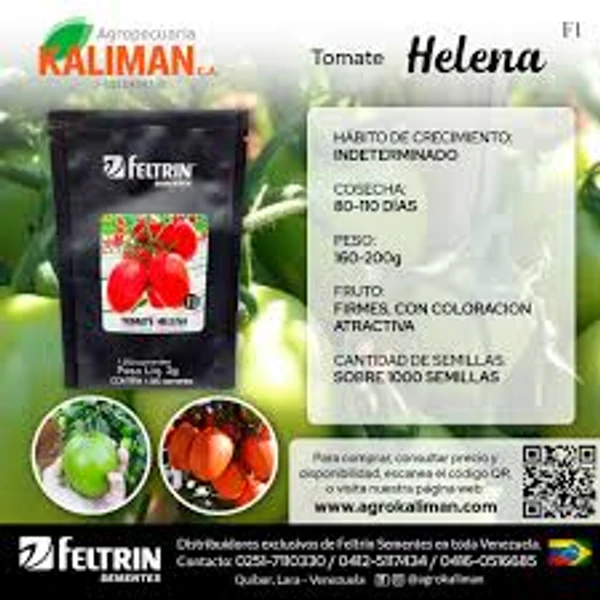 Sementes de Tomate Helena Indeterminado - 1.000 sementes