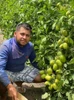 Sementes de Tomate Rasteiro Martina - 1.000 Sementes