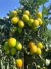 Sementes de Tomate Rasteiro Martina - 1.000 Sementes