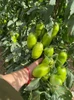 Sementes de Tomate Rasteiro Martina - 1.000 Sementes