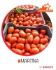 Sementes de Tomate Rasteiro Martina - 1.000 Sementes