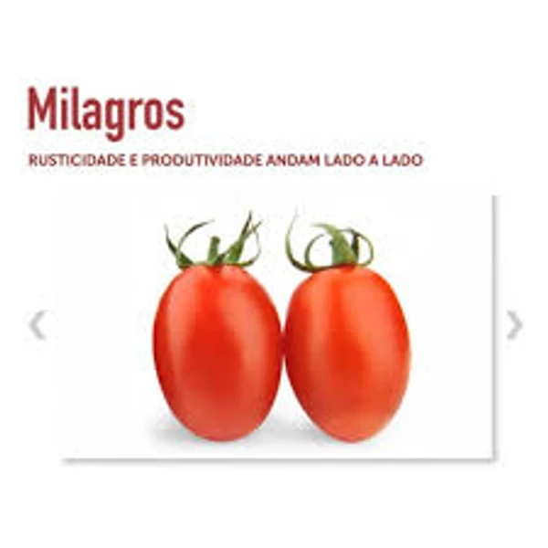Sementes de Tomate Rasteiro Milagros - 1.000 Sementes