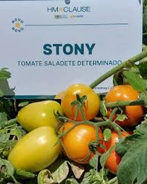 Sementes de Tomate Stony - 1.000 Sementes