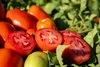 Sementes de Tomate Stony - 1.000 Sementes
