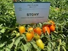 Sementes de Tomate Stony - 1.000 Sementes