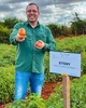 Sementes de Tomate Stony - 1.000 Sementes