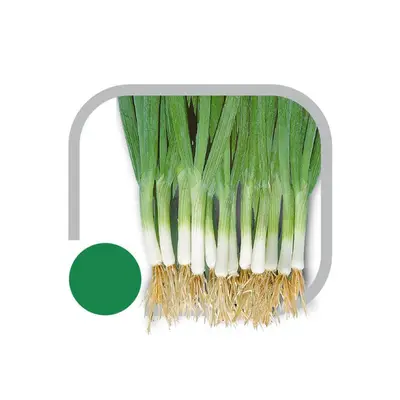 Sementes de Cebolinha Todo Ano Horticeres Pcte C/ 100 Gramas