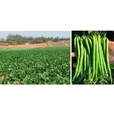 Sementes de Feijão de Vagem Brutus (Rasteiro) Pcte C/ 1 Kg