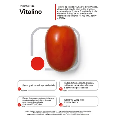 Sementes de Tomate Híbrido Vitalino Env. C/ 1.000 Sementes