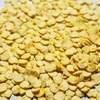 Mini pimentão Híbrido Akamu - Capsicum annuum - Sementes