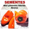 Mini pimentão Híbrido Akamu - Capsicum annuum - Sementes