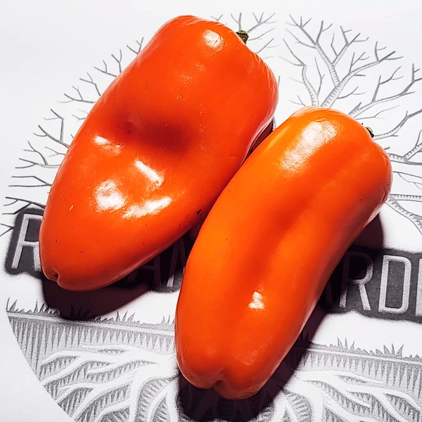 Mini pimentão Híbrido Akamu - Capsicum annuum - Sementes