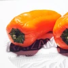 Mini pimentão Híbrido Akamu - Capsicum annuum - Sementes