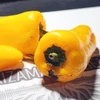 Mini pimentão Hibrido Kaiki - Capsicum annuum - Sementes