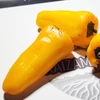 Mini pimentão Hibrido Kaiki - Capsicum annuum - Sementes