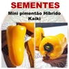 Mini pimentão Hibrido Kaiki - Capsicum annuum - Sementes