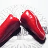 Mini pimentão Híbrido Kalani - Capsicum annuum - Sementes