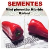 Mini pimentão Híbrido Kalani - Capsicum annuum - Sementes