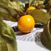 Physalis peruviana (Golden Berry) - Sementes