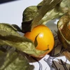 Physalis peruviana (Golden Berry) - Sementes