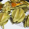 Physalis peruviana (Golden Berry) - Sementes