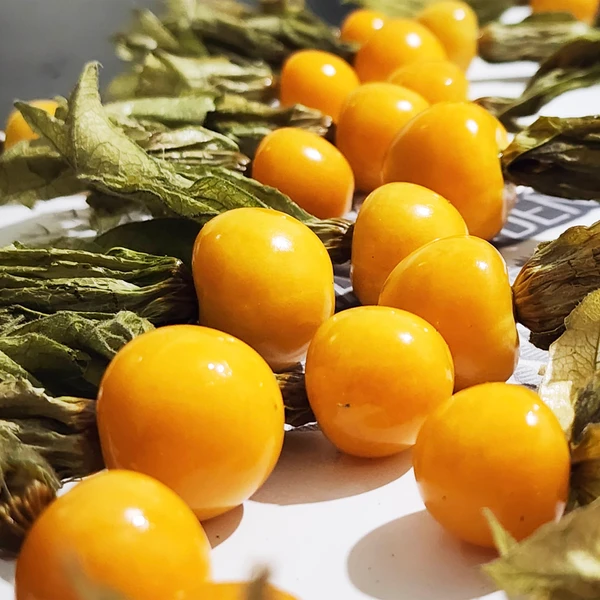 Physalis peruviana (Golden Berry) - Sementes
