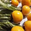 Physalis peruviana (Golden Berry) - Sementes