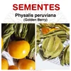 Physalis peruviana (Golden Berry) - Sementes