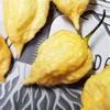 Pimenta Carolina reaper - Pêssego - Capsicum chinense - Sementes