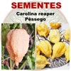 Pimenta Carolina reaper - Pêssego - Capsicum chinense - Sementes