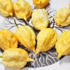 Pimenta Carolina reaper - Pêssego - Capsicum chinense - Sementes