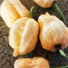 Pimenta Carolina reaper - Pêssego - Capsicum chinense - Sementes