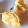 Pimenta Carolina reaper - Pêssego - Capsicum chinense - Sementes