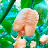 Pimenta Carolina reaper - Pêssego - Capsicum chinense - Sementes