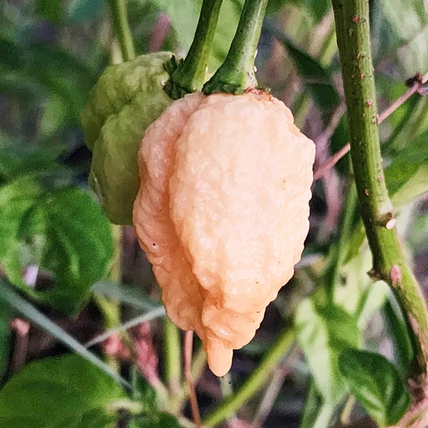 Pimenta Carolina reaper - Pêssego - Capsicum chinense - Sementes
