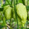 Pimenta Carolina reaper - Pêssego - Capsicum chinense - Sementes