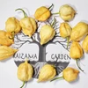 Pimenta Carolina reaper - Pêssego - Capsicum chinense - Sementes