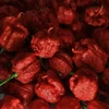 Pimenta Carolina reaper - Vermelha - Capsicum chinense - Sementes