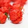 Pimenta Carolina reaper - Vermelha - Capsicum chinense - Sementes